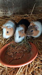 Photo n°11 de Ferme Pédagogique (SUR RESERVATION) Enfile tes bottes à Landevieille (Ferme pédagogique)