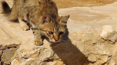 Photos of Quseir 'Amra
