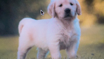 Gold & Lab allevamento Golden e Labrador Retriever