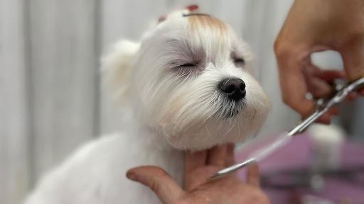 Gosford Pets - Dog Groomers in Tring