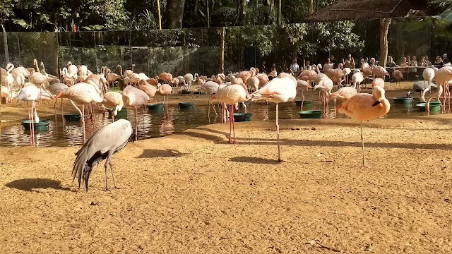 Parque das Aves