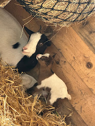 Photo n°12 de Les lamas du pas de Céronne à Arsac (Ferme pédagogique)