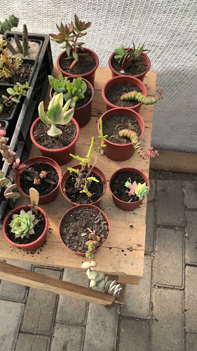 Opiniones de Vivero Mariela Barudy en Coronel - Centro de jardinería