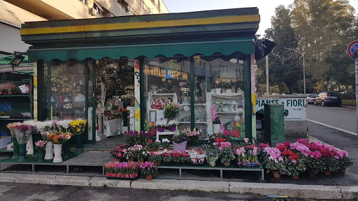 L'Iris piante e fiori