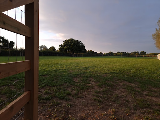 Freedom For Your Dog - Dog Field
