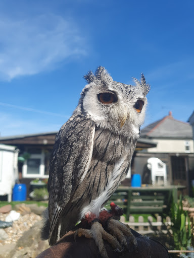 Little Owlets - Visual