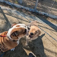 エレナドッグスクール