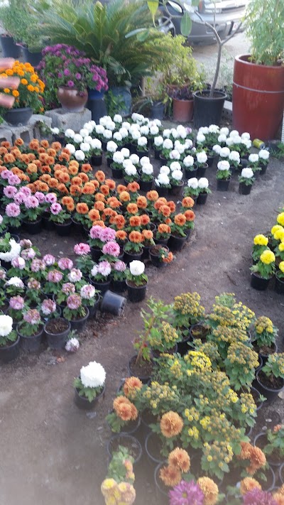 Photos of Aida Gardens