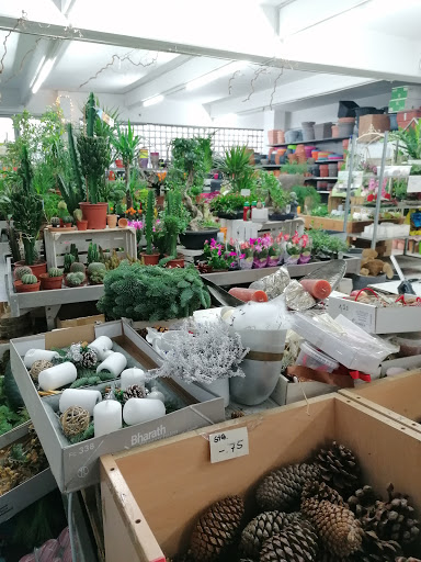 Speldorfer Pflanzenmarkt Gallery - Germany