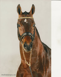 Photo n°4 de CENTRE DE REPRODUCTION DES ETALONS DE DRESSAGE à La Vespière-Friardel (Centre équestre)