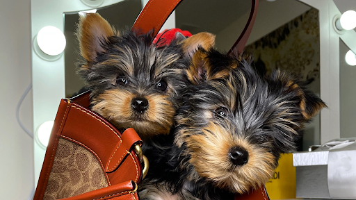 PUPS R US ATL