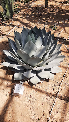 cactuseraie - Visual