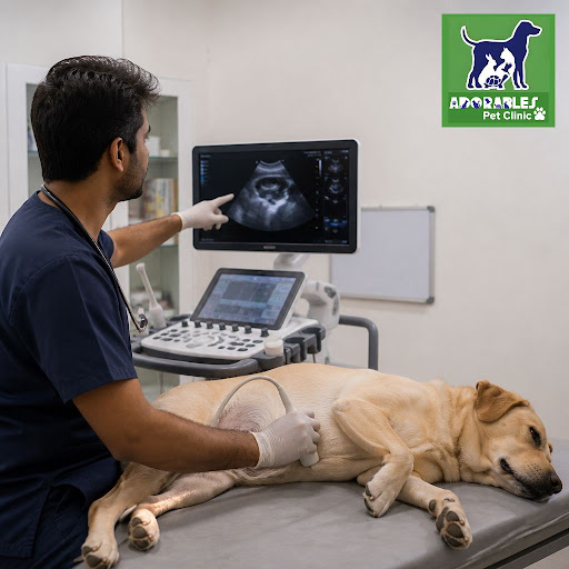 At Adorables Pet Clinic in Banjara Hills, we use advanced diagnostic tools to give your pets fast… post image