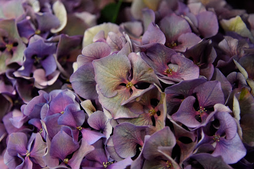Flower Tours Holland