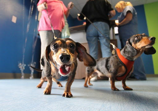 Essentials PetCare Veterinary Clinic - Thumbnail