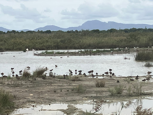 Parc Natural de s'Albufera de Mallorca - Thumbnail