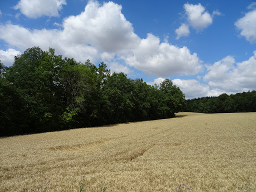 Moosichbrünnlein - Visual