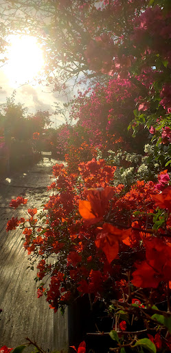Bougainvilleas.com Inc - United States