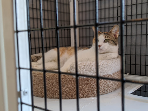 Ingersoll Animal Hospital - Thumbnail