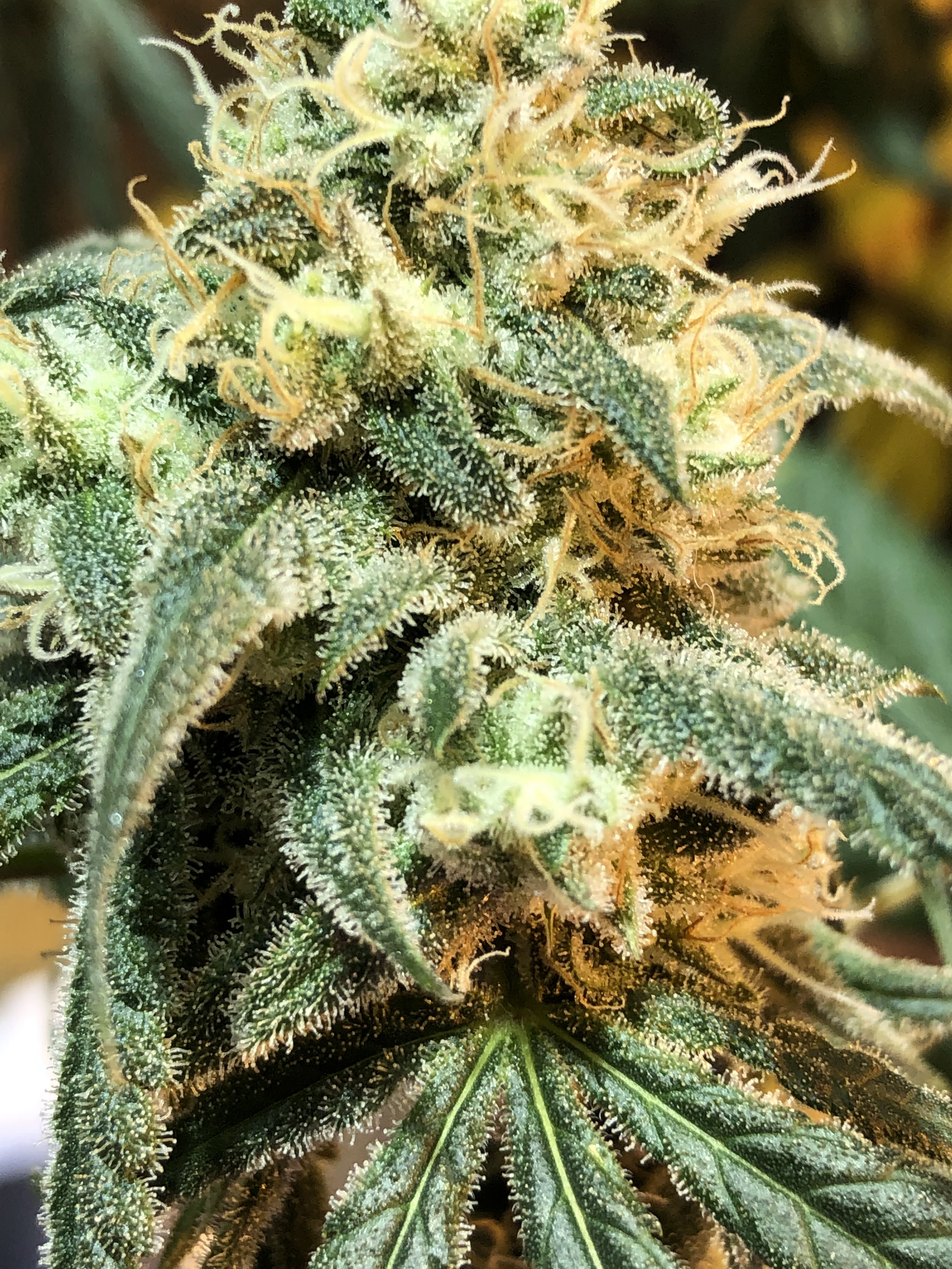 The Classy Goat Cannabis Farm LLC