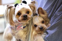 ドッグサロンシードール