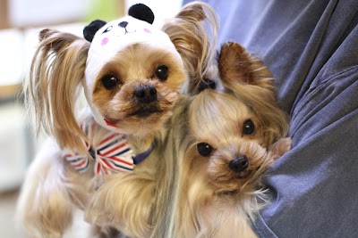 ドッグサロンシードール