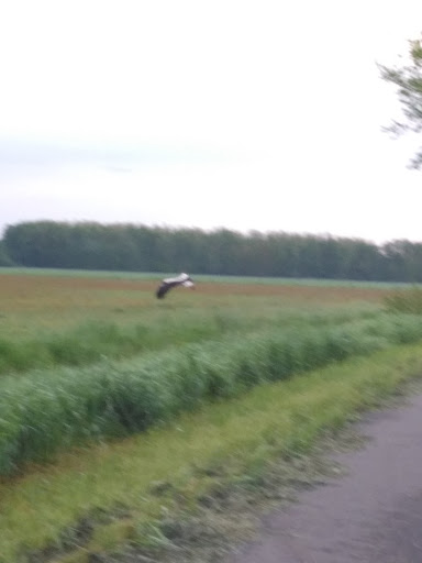 Briesener Zootzen - Thumbnail