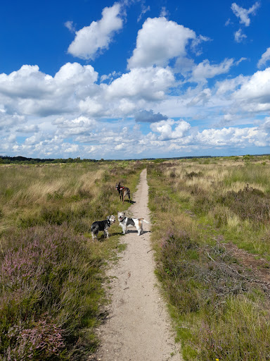 Losloopgebied Ederheide / De Drieberg - Thumbnail