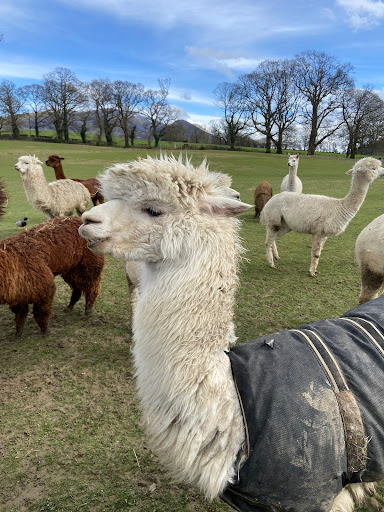 Alpacaly Ever After (office only)