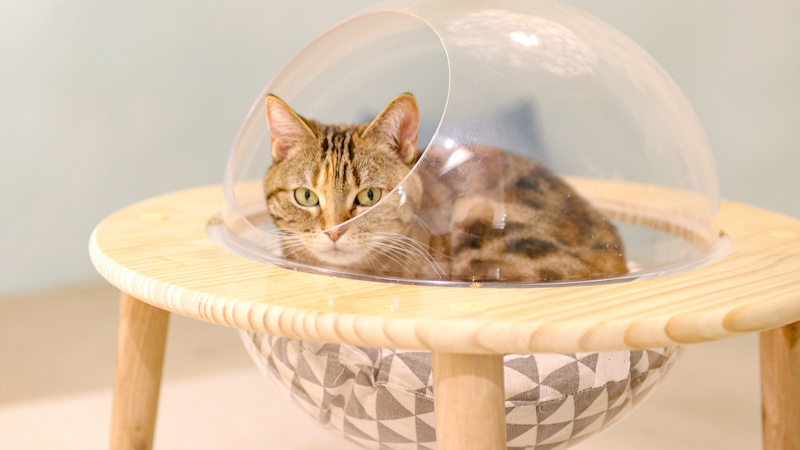 Cat Café MOFF SHIMINT HIROSHIMA店