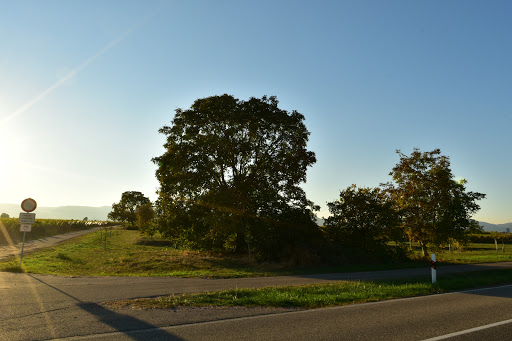 Weiher bei Hanhofen - Thumbnail