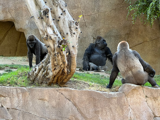 Gorilla Forest