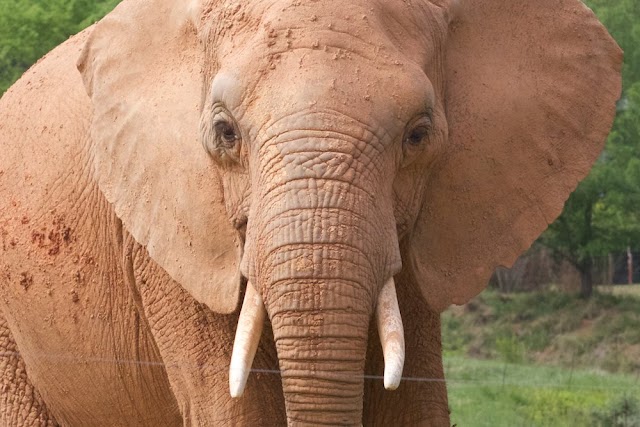 North Carolina Zoo