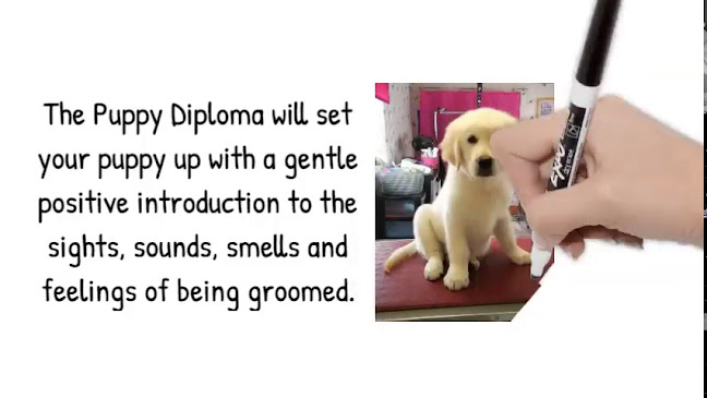 Reviews of Mystars Grooming in Lincoln - Dog trainer