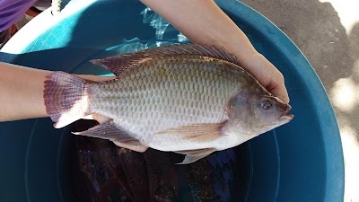Photos of Grupo Acuicola La Pescaderia, Guatemala. (venta de Alevines)