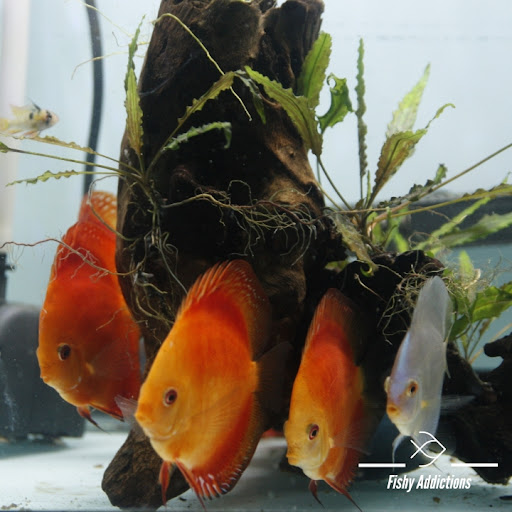 Fishy Addictions - Visual