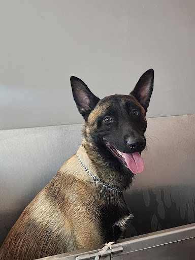 Veterinaria Y Estetica canina Dog Vet