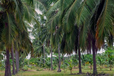 Photos of Coconut Cultivation Board Bungalow - Bungalow No: 02