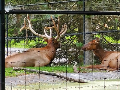 Zoo New York