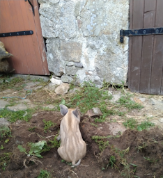 Photo n°11 de Ferme Fontaine du Loup à Saint-Moreil (Ferme bio)