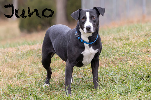 White River Humane Society - Thumbnail
