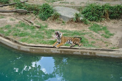 Great Cats Exhibit/Lion and Tiger Hill