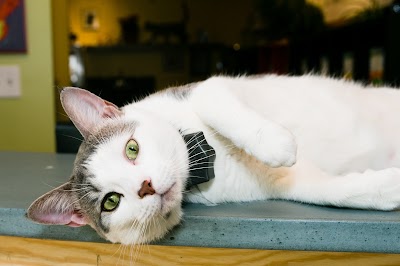 Photos of City Kitty Veterinary Care for Cats