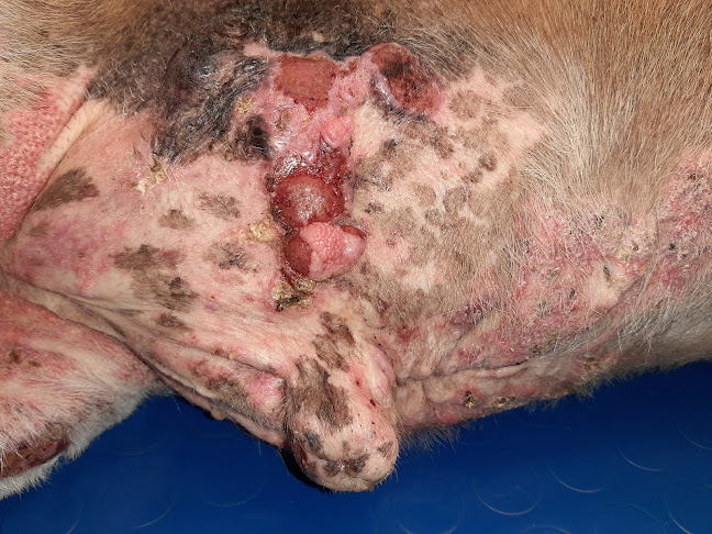 Δερματολογικό Ιατρείο Μικρών Ζώων Καθηγητή Ε. Παπαδογιαννάκη - Γιατρός