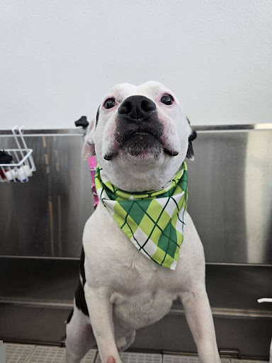 You might notice that our prices are a bit higher than some other grooming options, and we want to explain why. We're not aiming to be the cheapest; we're committed to being the best, providing an unparalleled grooming experience that truly prioritizes your pet's well-being and happiness. Here's what our pricing reflects: Quality Products, Quality Results: We use only premium, natural, and healthy products designed to nourish your pet's skin and coat, leading to a healthier, happier animal and a beautiful, lasting groom.Personalized, Unhurried Care: We believe in quality over quantity. Each groomer works with one pet at a time, taking the necessary time to ensure a calm, positive experience and a meticulous groom. No rushing, just focused, compassionate care. A Safe, Stress-Free Haven: Our cage-free environment means your pet can relax, reducing anxiety and making their grooming experience much more enjoyable. Dedicated Professionals: We invest in our amazing team, providing ongoing training and a supportive environment. This means you're always getting care from skilled, passionate, and happy groomers who genuinely love what they do. More Than Just a Groom: This is a comprehensive, caring experience. From the moment they arrive to the moment they leave, your pet will receive the utmost attention and care in an environment designed for their comfort. Our prices reflect this entirely different, elevated standard of service. When it comes to your pet, why settle for anything less than the best? Our pricing reflects our dedication to providing a truly exceptional service that you and your pet will appreciate.