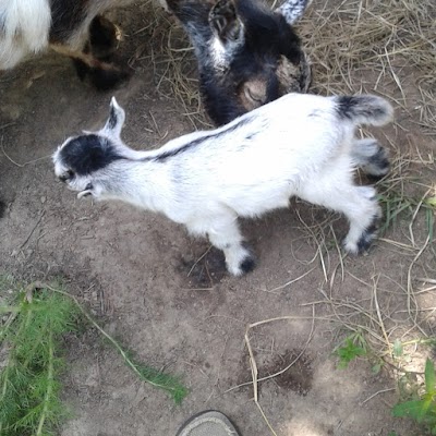 Dukes Goat Farm