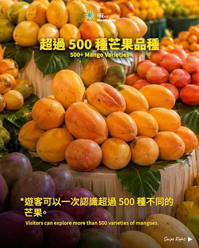 🥭 家庭、傳統與芒果的甜蜜時光 ❤️ post image