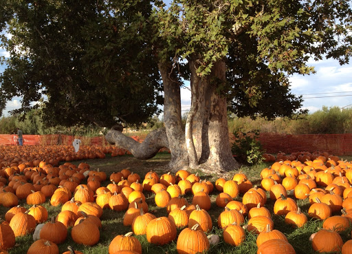 Joan's Farm & Pumpkin Patch - Thumbnail