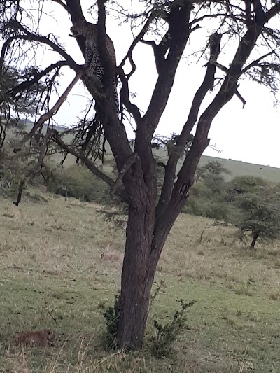 Photos of Olare Orok Conservancy