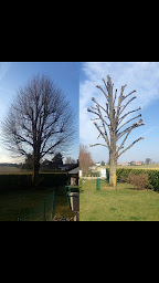 Photo n°25 de Elagage Debarre Stéphane à Allonnes (Service d'élagage)